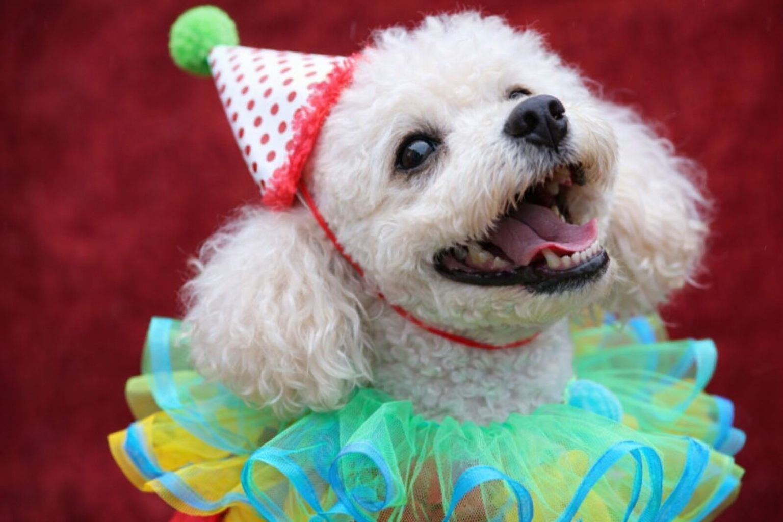 Carnaval bom é Carnaval para toda a família!